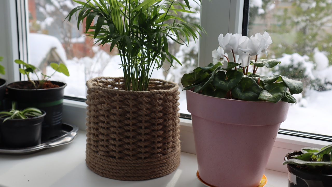 Posypanie doniczki gruboziarnistą solą: dlaczego jest to zalecane i do czego służy.