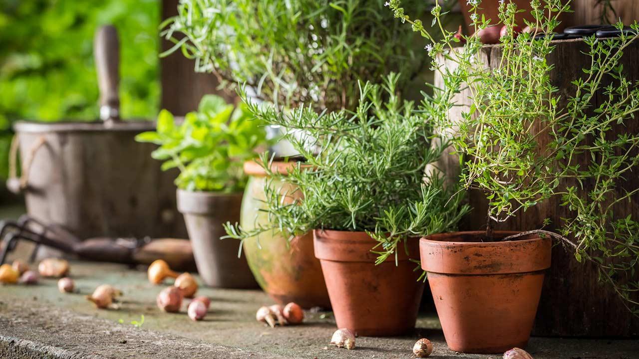 Pachnący ogród: dlaczego styczeń to idealny czas na sadzenie aromatycznych ziół, które szybko się przyjmą.
