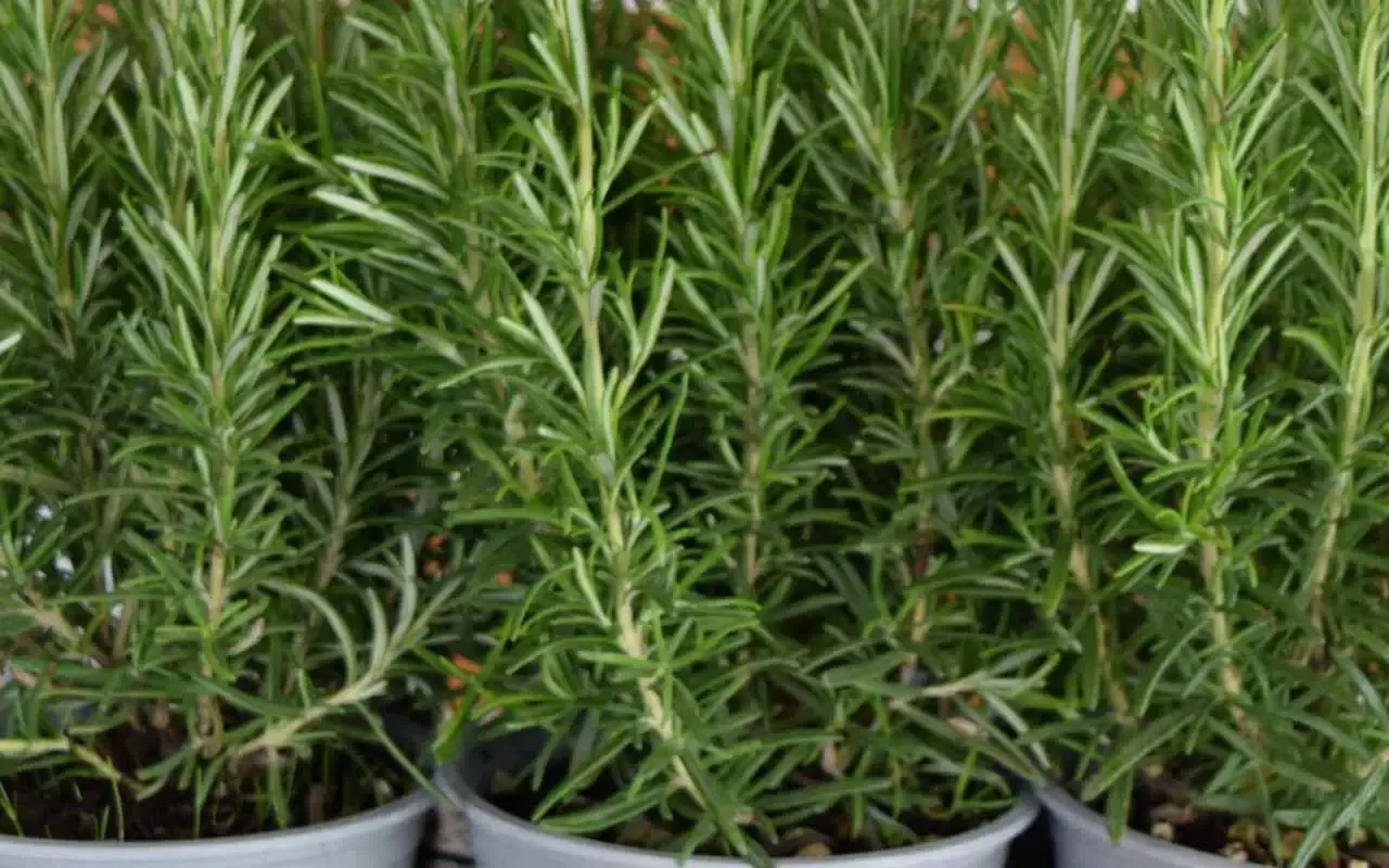 Ani wilgotna, ani piaszczysta: właśnie taki rodzaj gleby jest niezbędny dla zdrowego wzrostu rozmarynu.