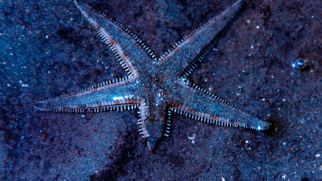 Naukowcy odkryli biologiczną tajemnicę praktycznie nieśmiertelnego zwierzęcia, która może zmienić walkę ze starzeniem się.