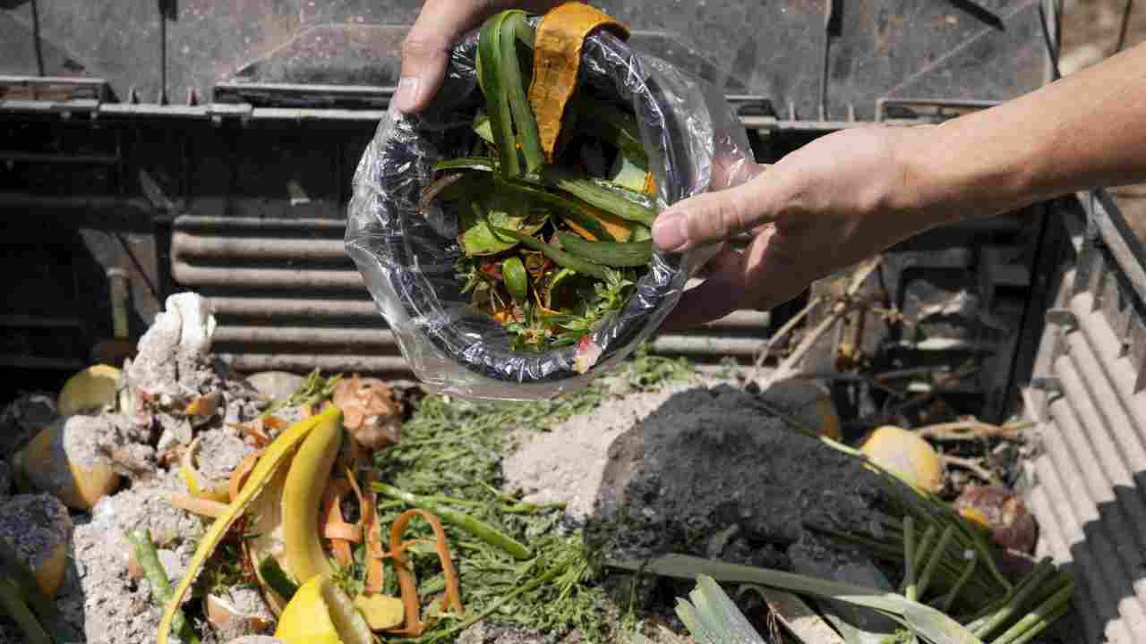 Nieznana strona much: jak pomagają chronić środowisko i zdrowie ludzi.