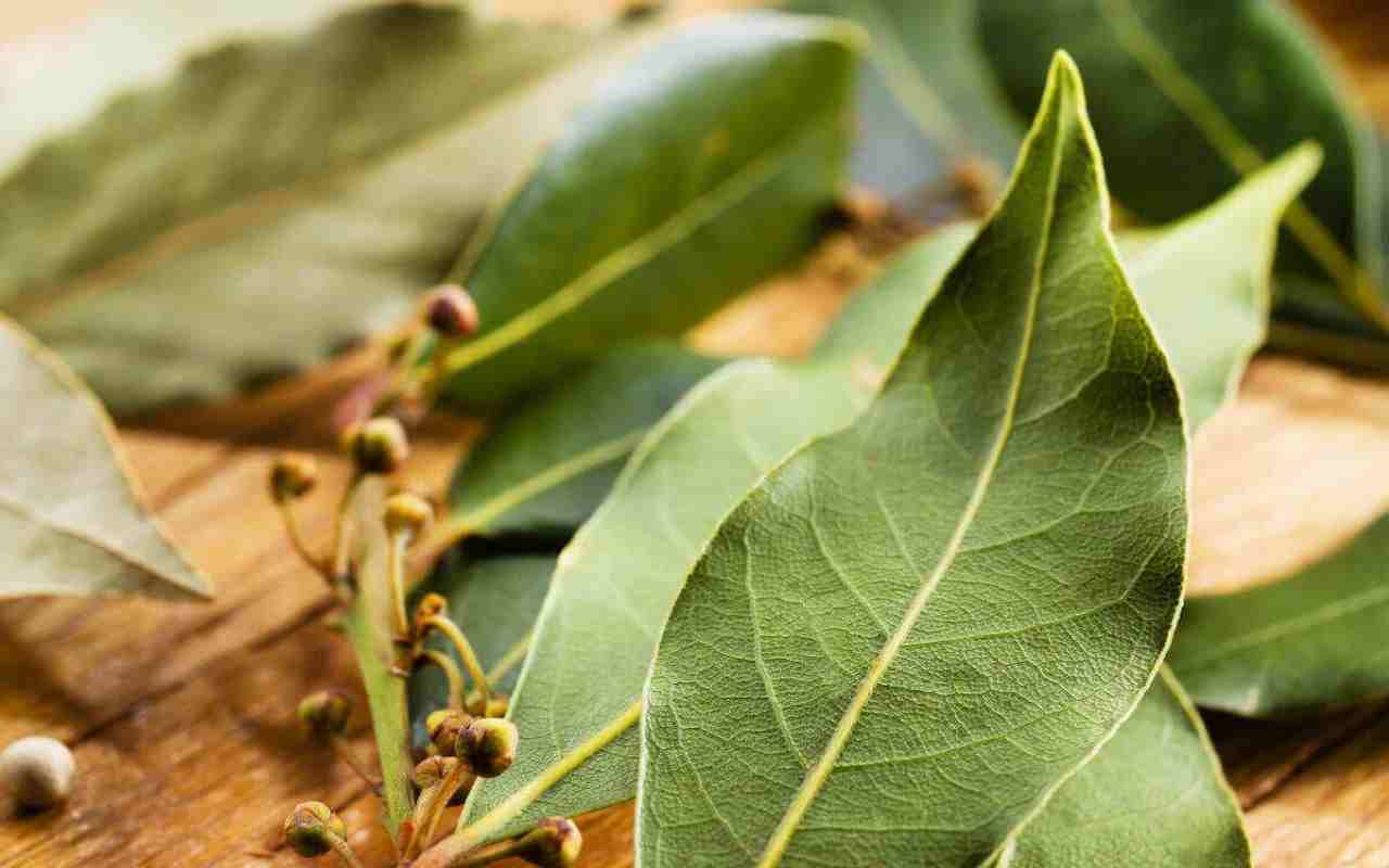Mieszanie liścia laurowego i detergentu: dlaczego jest to zalecane i do czego jest przydatne.