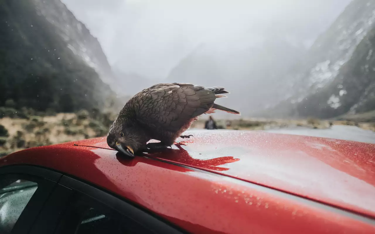 Woda ani alkohol nie pomogą: prosty sposób na usunięcie ptasich odchodów z samochodu i pozostawienie go całkowicie czystym.