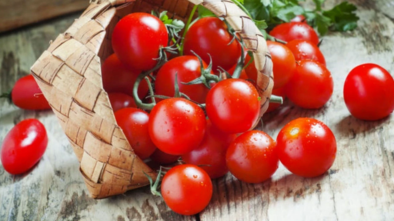 Naukowcy wynaleźli system uprawy pomidorów, który pozwala zużywać o połowę mniej wody i nawozów.