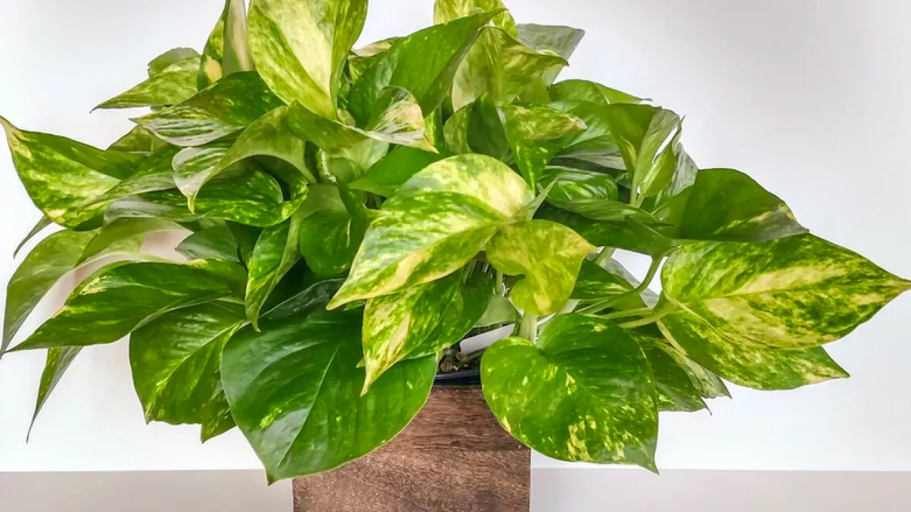 Podlewanie gleby scindapsusa wodą ryżową: dlaczego jest to zalecane i dlaczego jest to korzystne.