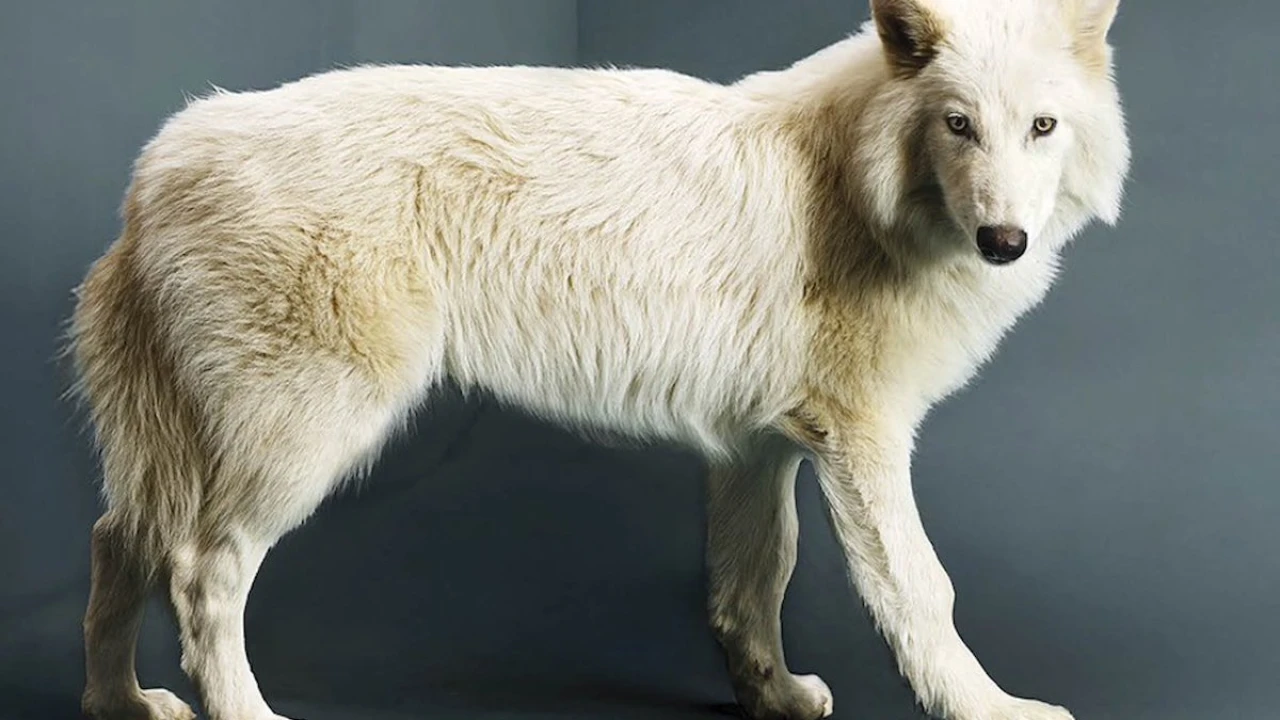 Naukowcy rzucili wyzwanie śmierci i znaleźli „świętego Graala” życia: pozwoliłoby to przywrócić do życia gatunki, które wyginęły ponad 10 000 lat temu.