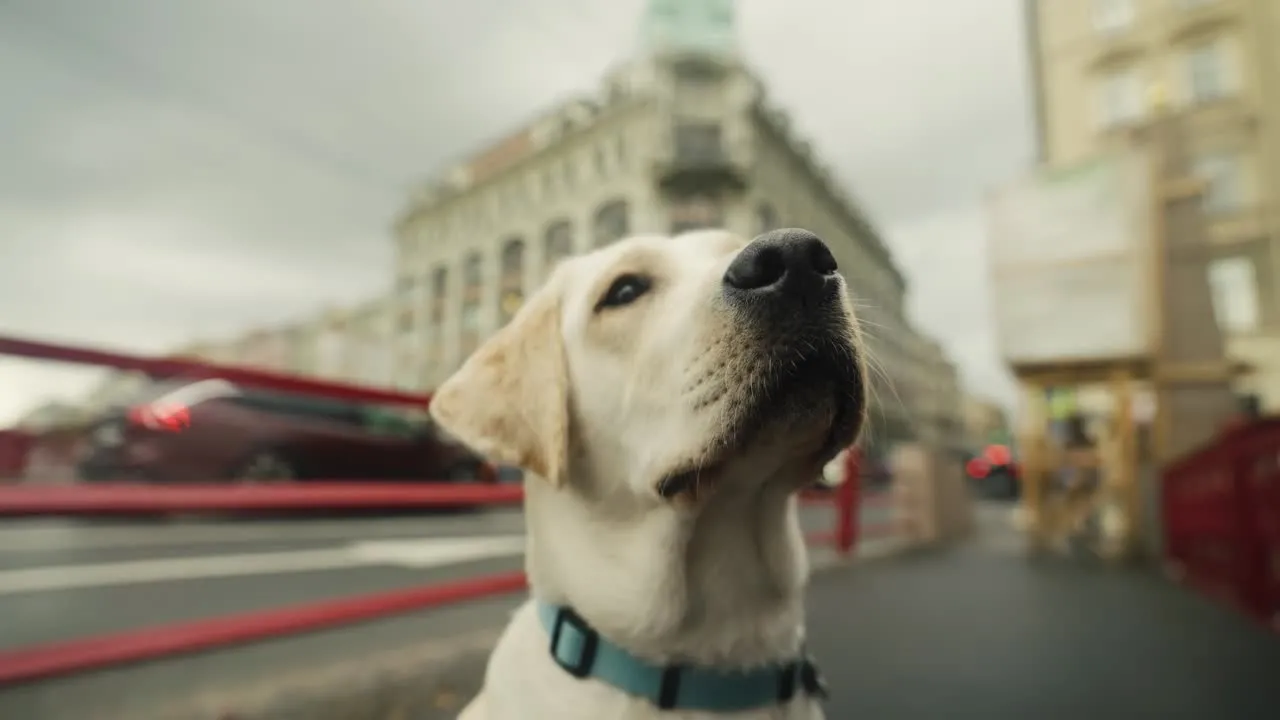 W ramach kampanii organizatorzy starają się pomóc rodzinom w socjalizacji szczeniąt, które w przyszłości staną się psami przewodnikami.