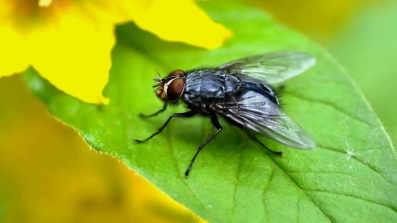 Nieznana strona much: jak pomagają chronić środowisko i zdrowie ludzi.
