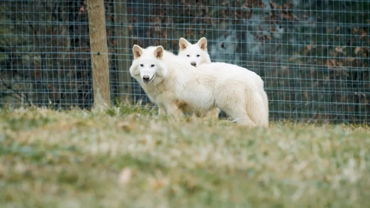 Naukowcy rzucili wyzwanie śmierci i znaleźli „świętego Graala” życia: pozwoliłoby to przywrócić do życia gatunki, które wyginęły ponad 10 000 lat temu.