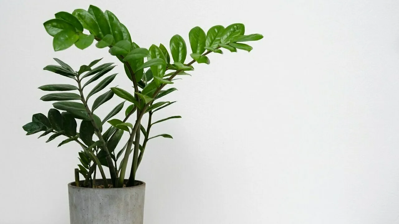 „Nieśmiertelna” roślina, która stała się modna w biurach: dlaczego wszyscy chcą ją mieć na swoich biurkach.