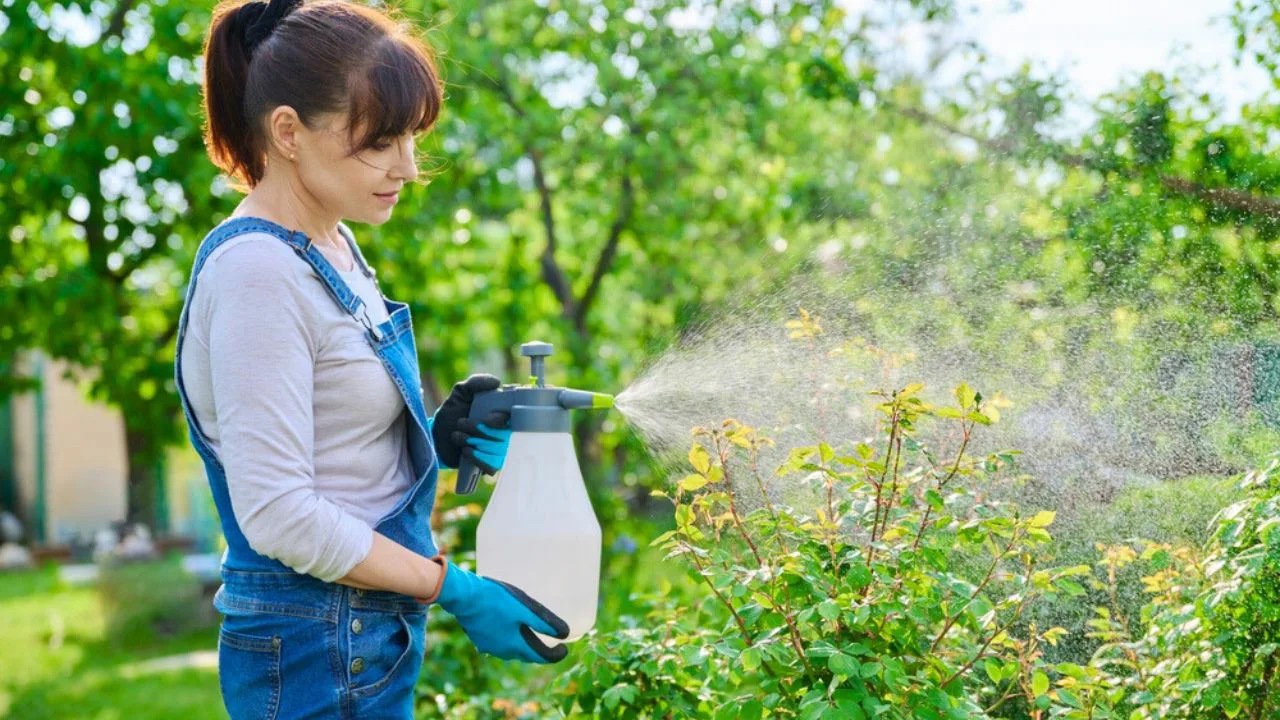 Opryskiwanie roślin octem: po co to robić i czemu warto.