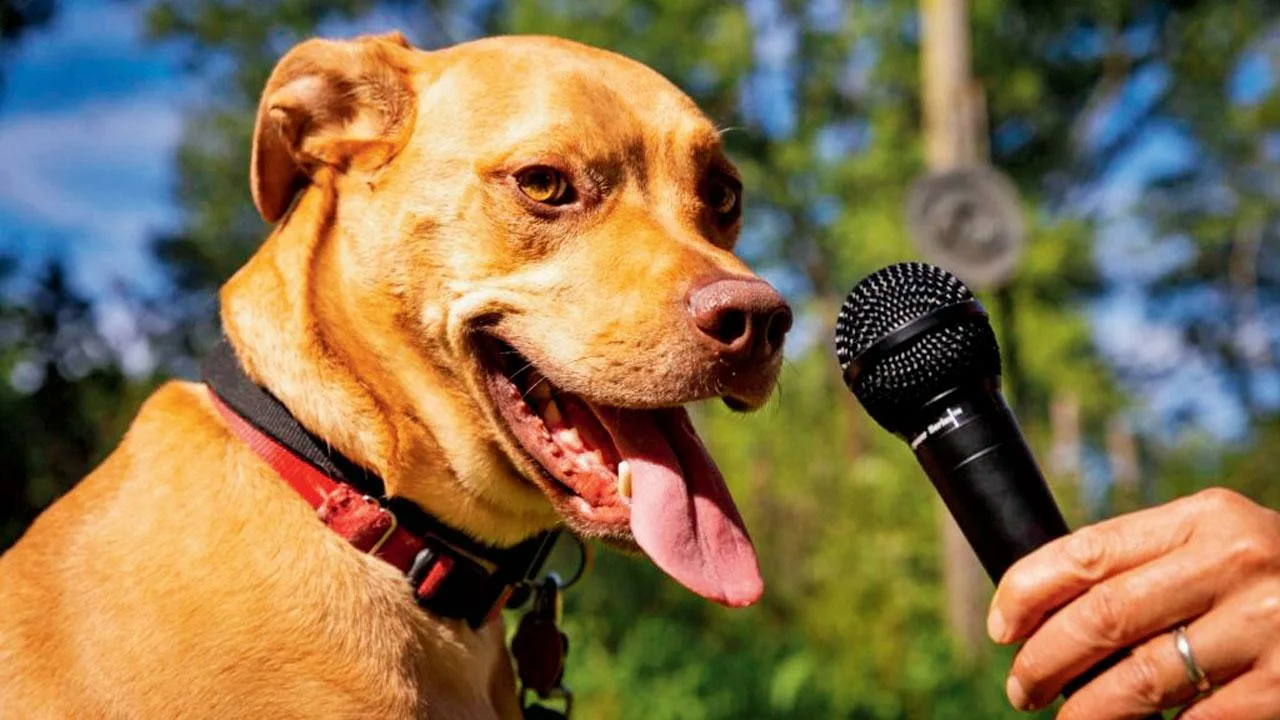 Jak zabawa i interakcje społeczne mogą pomóc psom w zrozumieniu słów