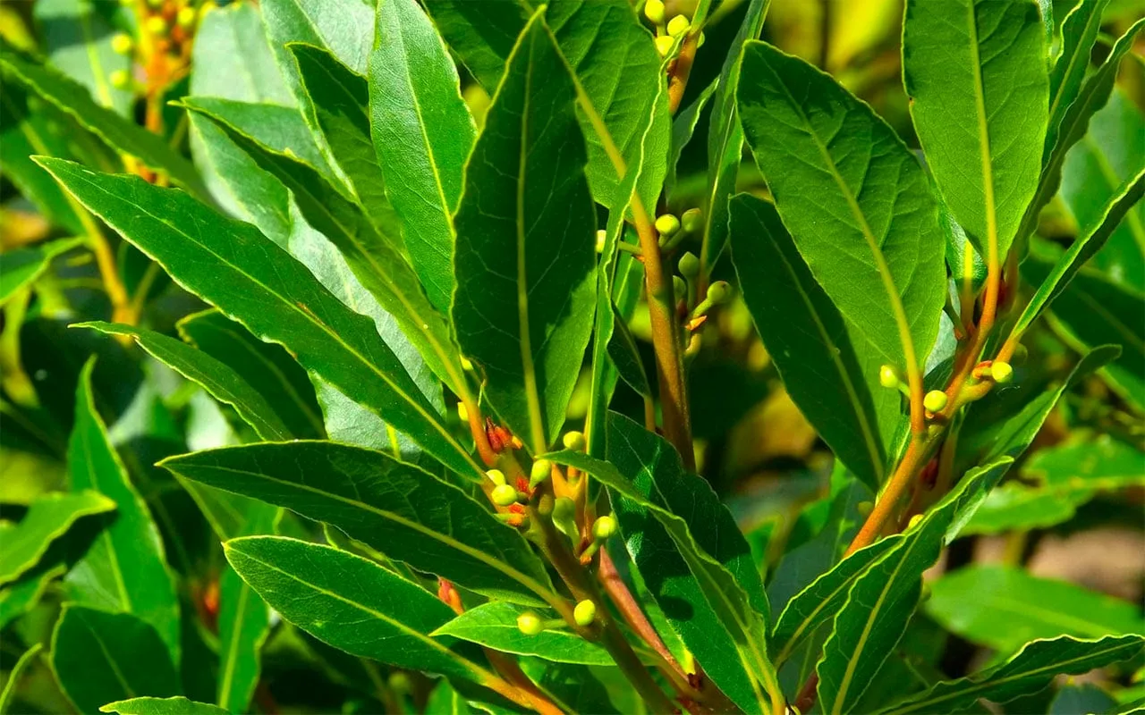 Mieszanie liścia laurowego i detergentu: dlaczego jest to zalecane i do czego jest przydatne.