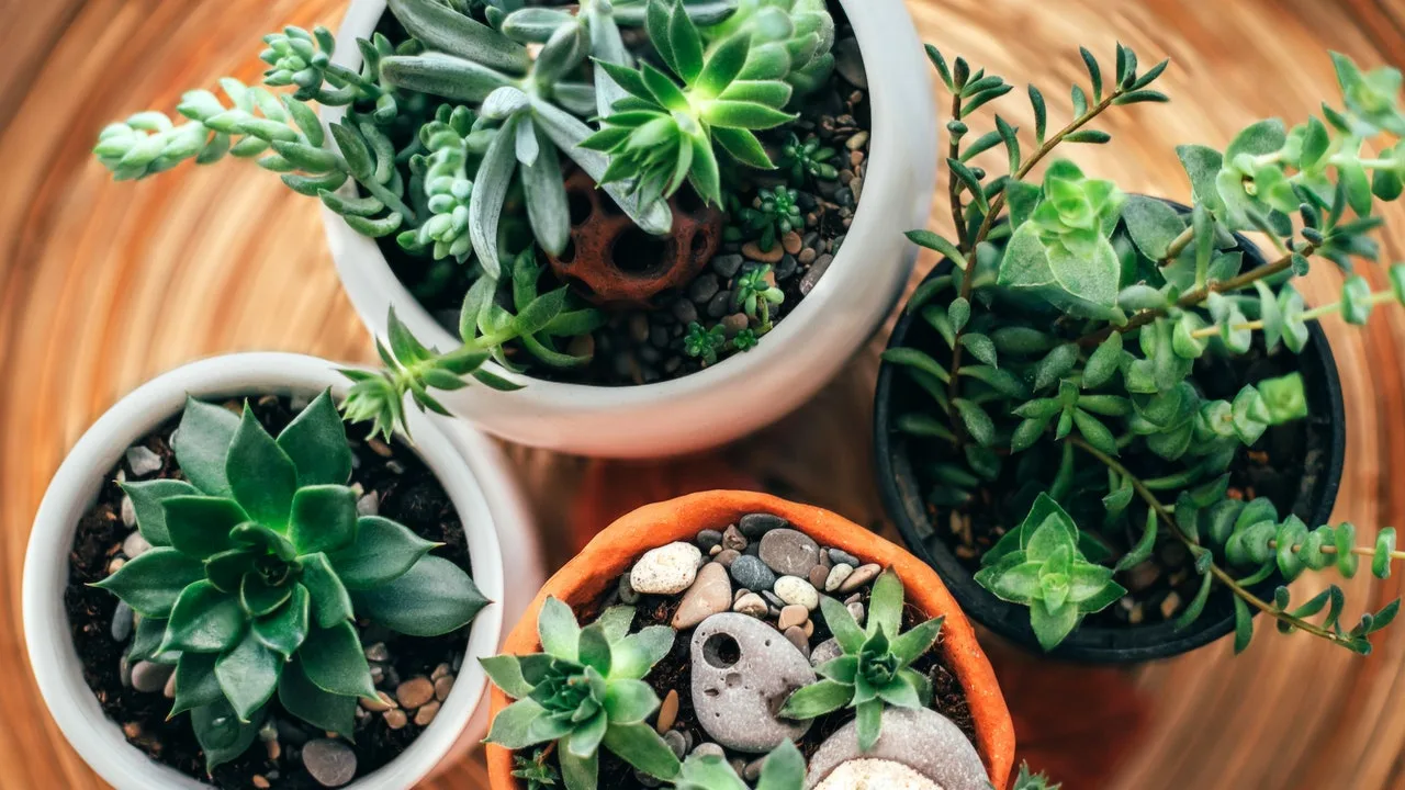 Cosa significa dal punto di vista psicologico riempire la propria casa di piante?