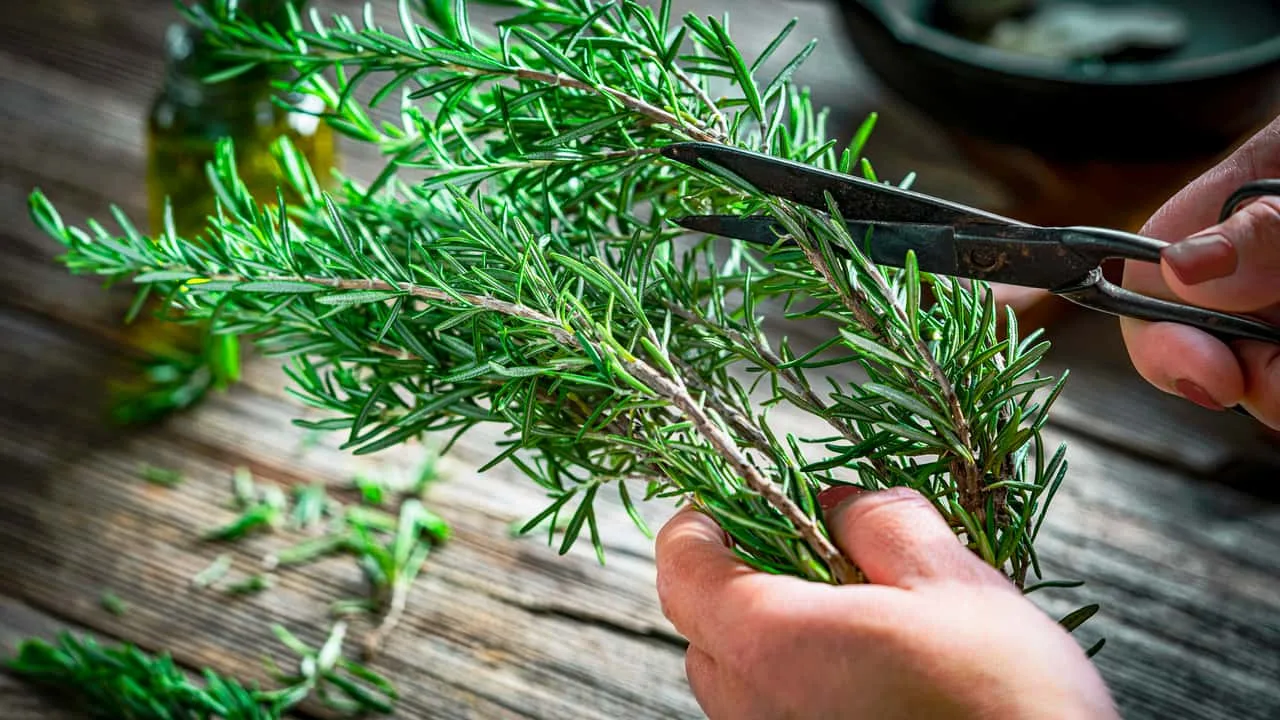 Jak umieścić gałązkę rozmarynu w wyłączonym piekarniku: po co to robić i jakie są tego zalety.