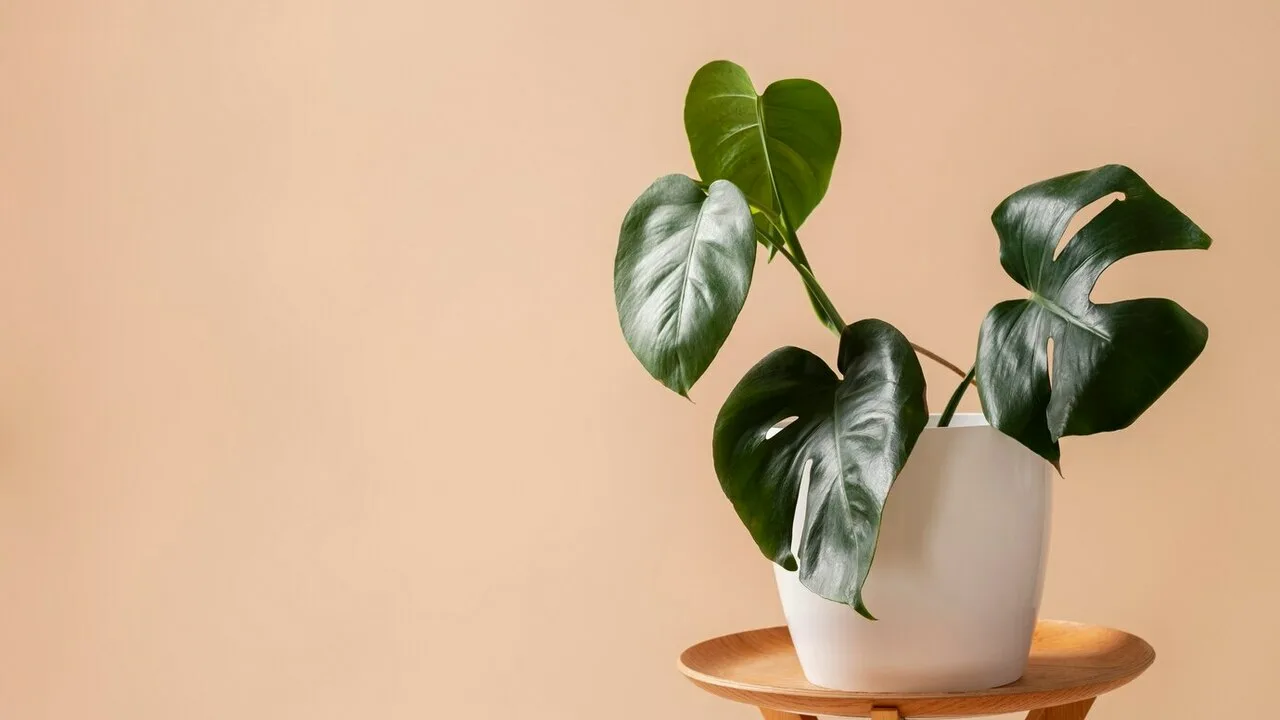 Cosa significa dal punto di vista psicologico riempire la propria casa di piante?