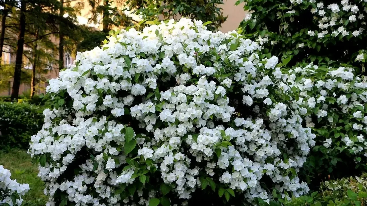 Podwiązywanie gałęzi jaśminu: jakie korzyści daje to roślinie?