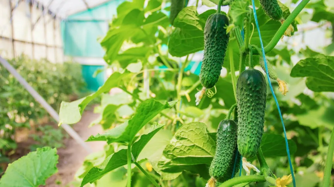 Gotowanie plasterków ogórka z liściem laurowym: jakie są zalety i jak to stosować, zdaniem ekspertów.