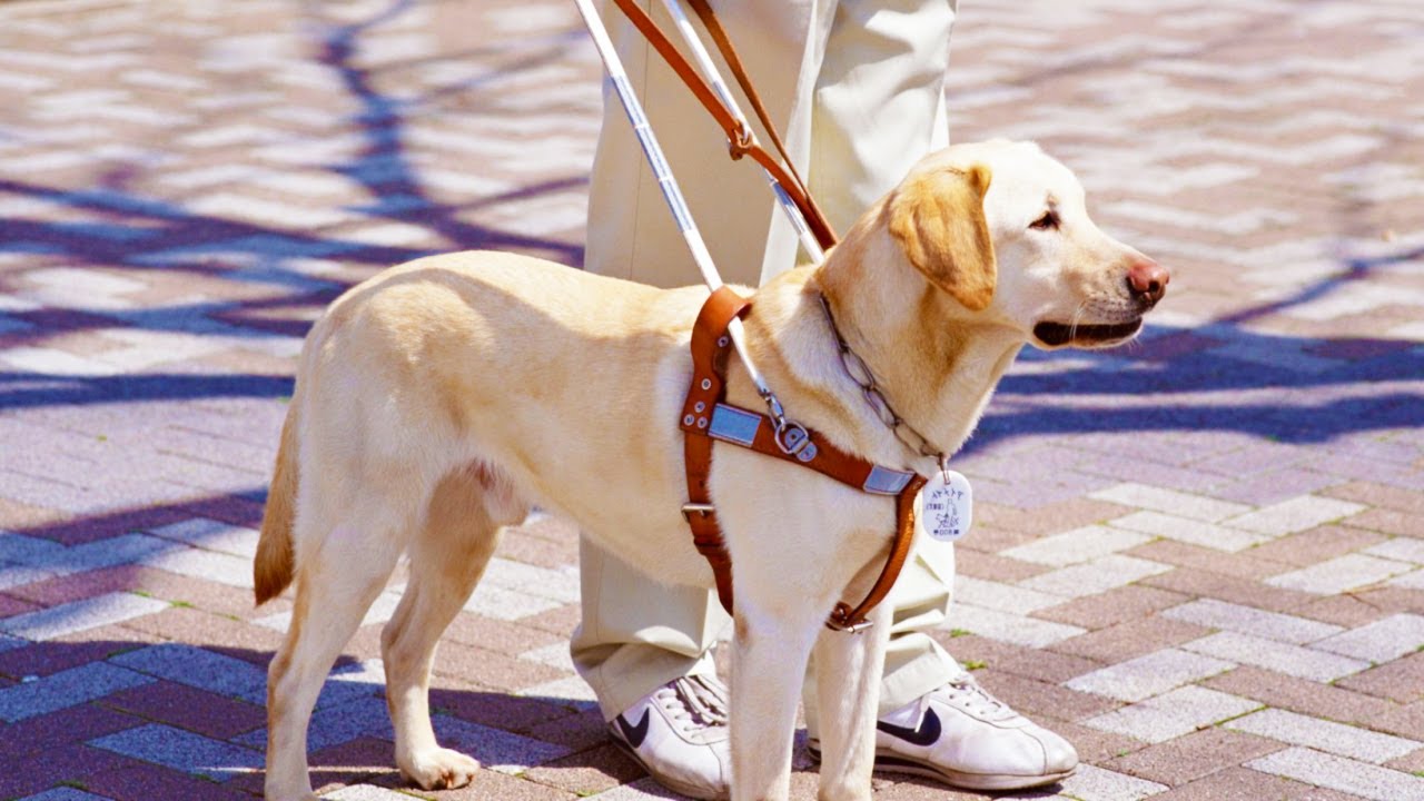 W ramach kampanii organizatorzy starają się pomóc rodzinom w socjalizacji szczeniąt, które w przyszłości staną się psami przewodnikami.