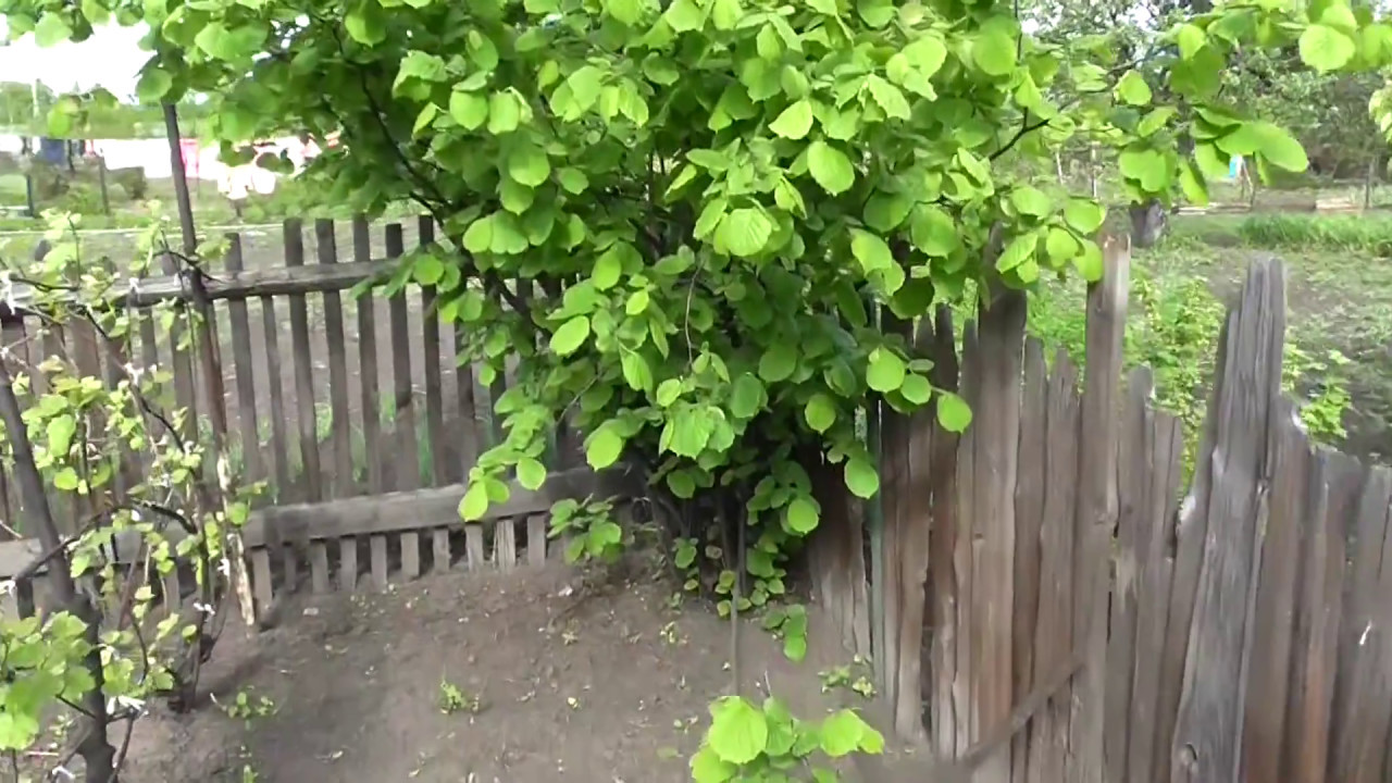 Od marca właściciele domów, których drzewa lub żywopłoty znajdują się w odległości mniejszej niż dwa metry lub 50 cm od sąsiedniej działki, są zobowiązani do ich przycięcia, w przeciwnym razie grożą im kary.