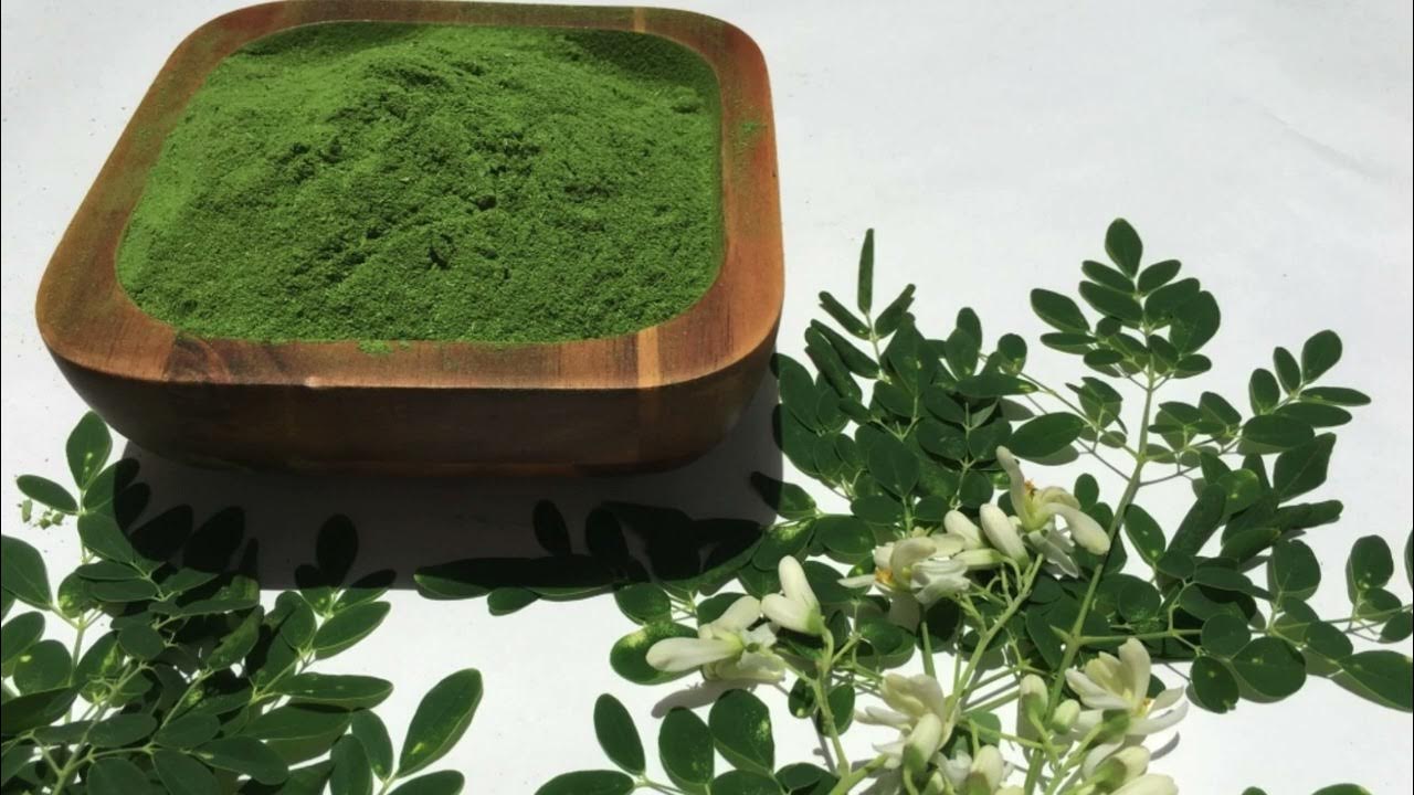Moringa: do czego służy roślina znana jako „drzewo życia”?