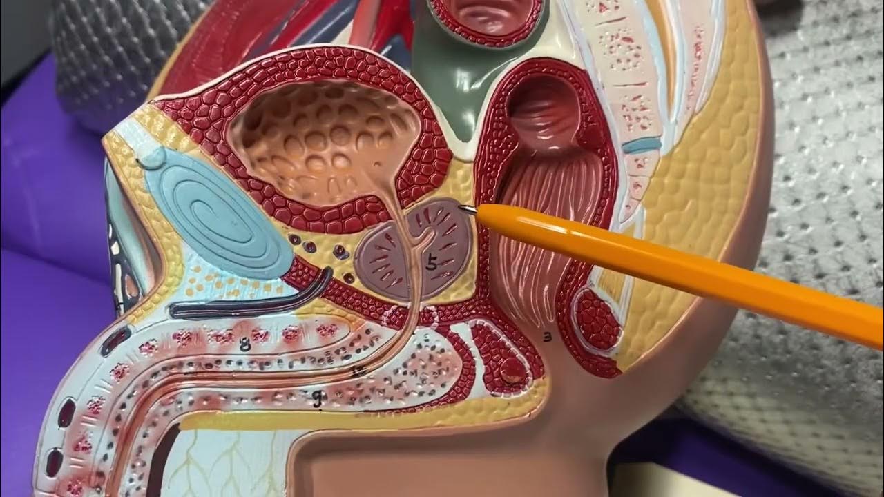 Częstotliwość ejakulacji jest jednym z kluczowych czynników profilaktyki raka prostaty.