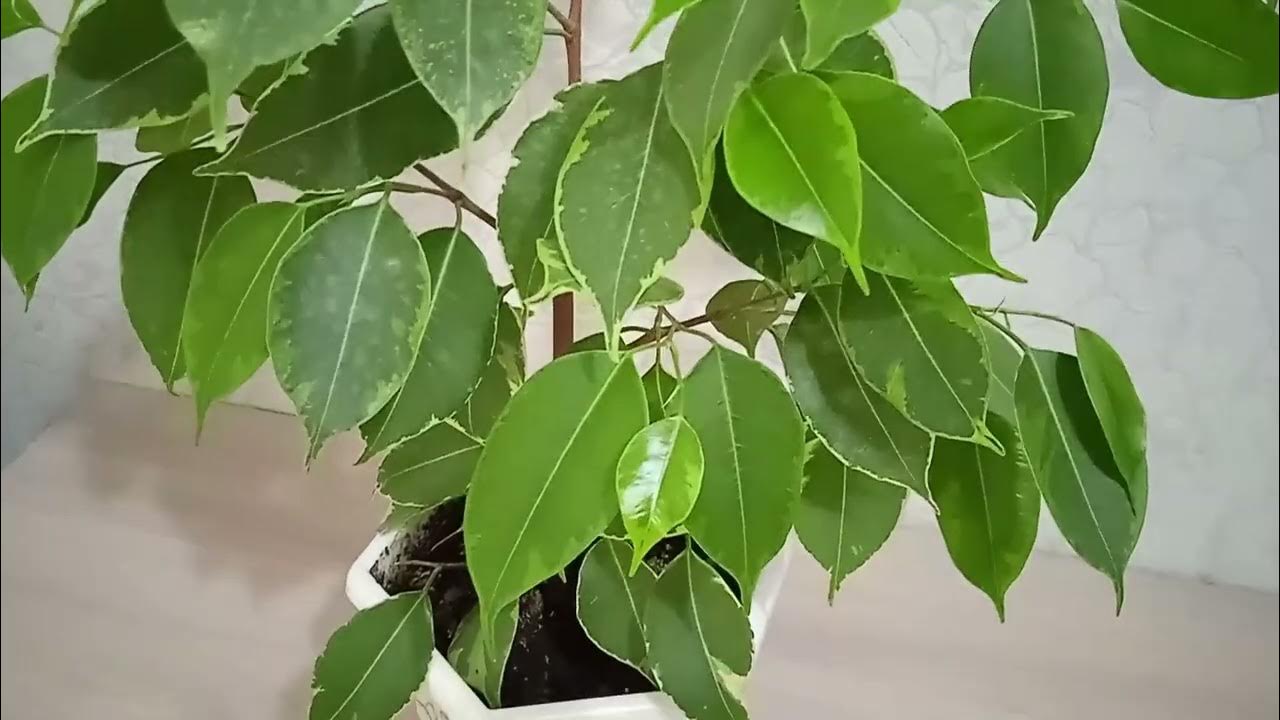 Jeśli znajdują się w pobliżu, przesadź je: 5 drzew, których nigdy nie należy sadzić w pobliżu domu.