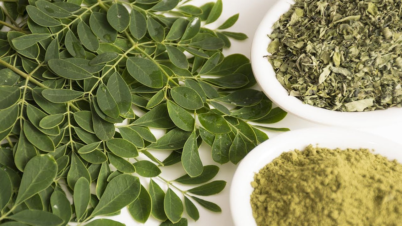Moringa: do czego służy roślina znana jako „drzewo życia”?