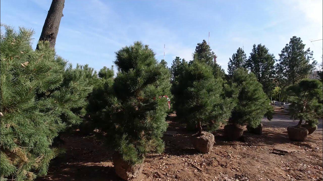 Jeśli znajdują się w pobliżu, przesadź je: 5 drzew, których nigdy nie należy sadzić w pobliżu domu.