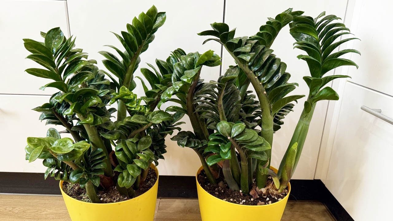 „Nieśmiertelna” roślina, która stała się modna w biurach: dlaczego wszyscy chcą ją mieć na swoich biurkach.