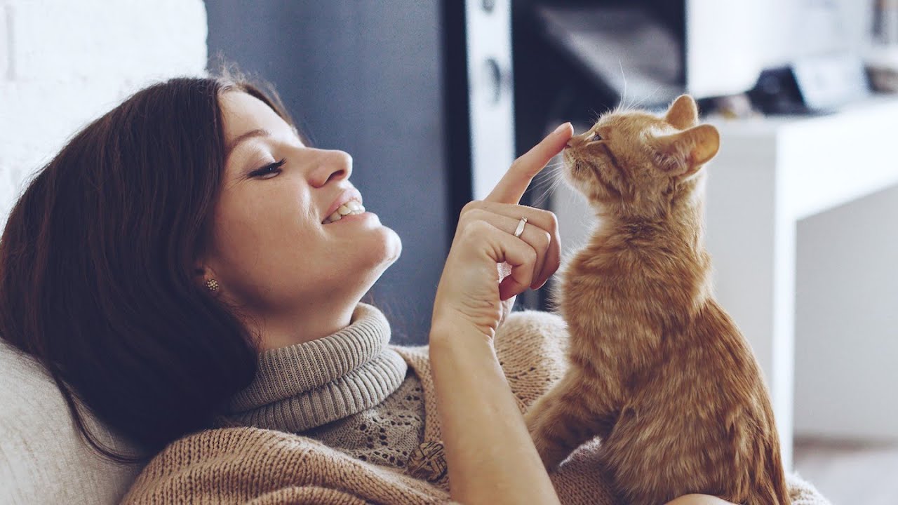 Specjaliści od zwierząt ostrzegają wszystkich właścicieli kotów: „Nie należy zmuszać kotów, które odmawiają...”.