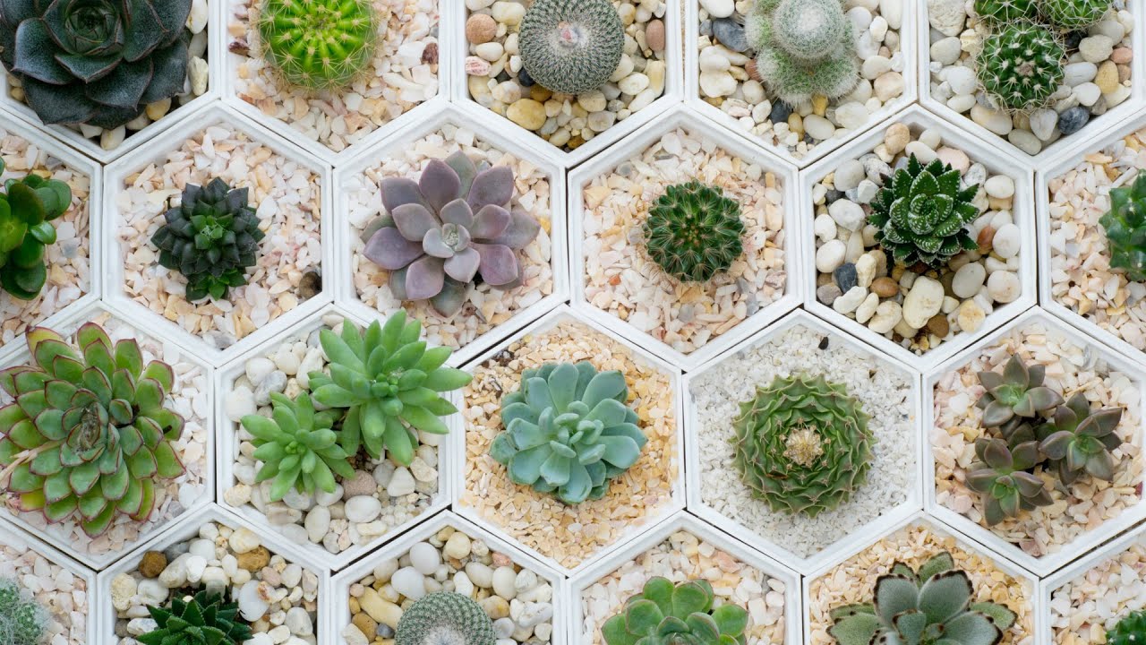 Jak umieścić folię aluminiową w doniczce z sukulentem: do czego służy i jak jej używać.