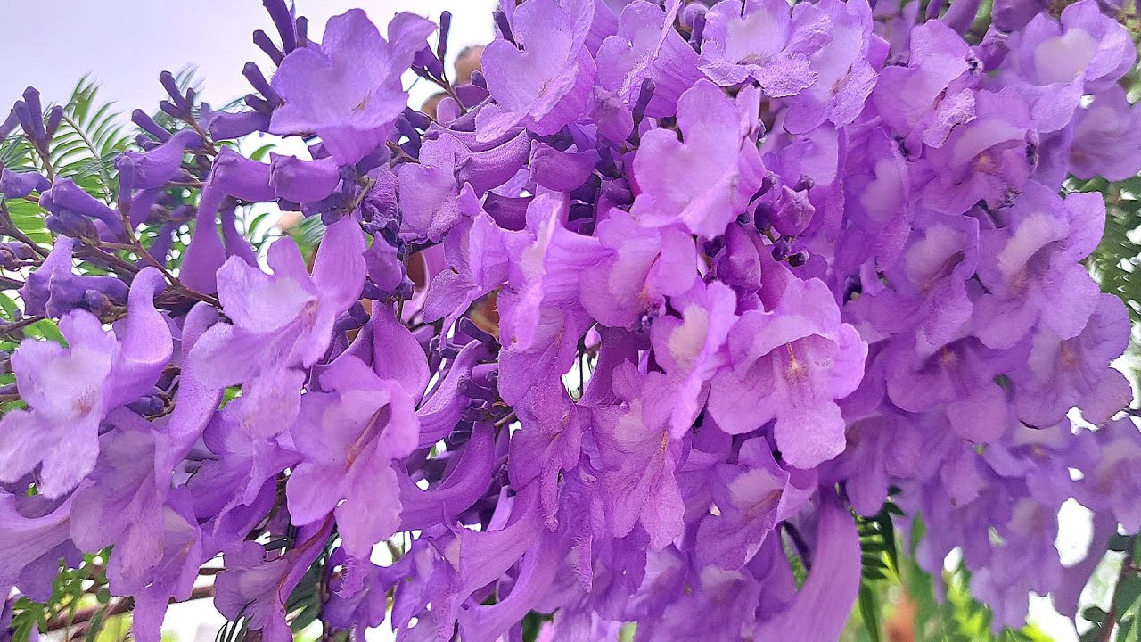 Która roślina daje najwięcej cienia i najlepiej chłodzi latem?