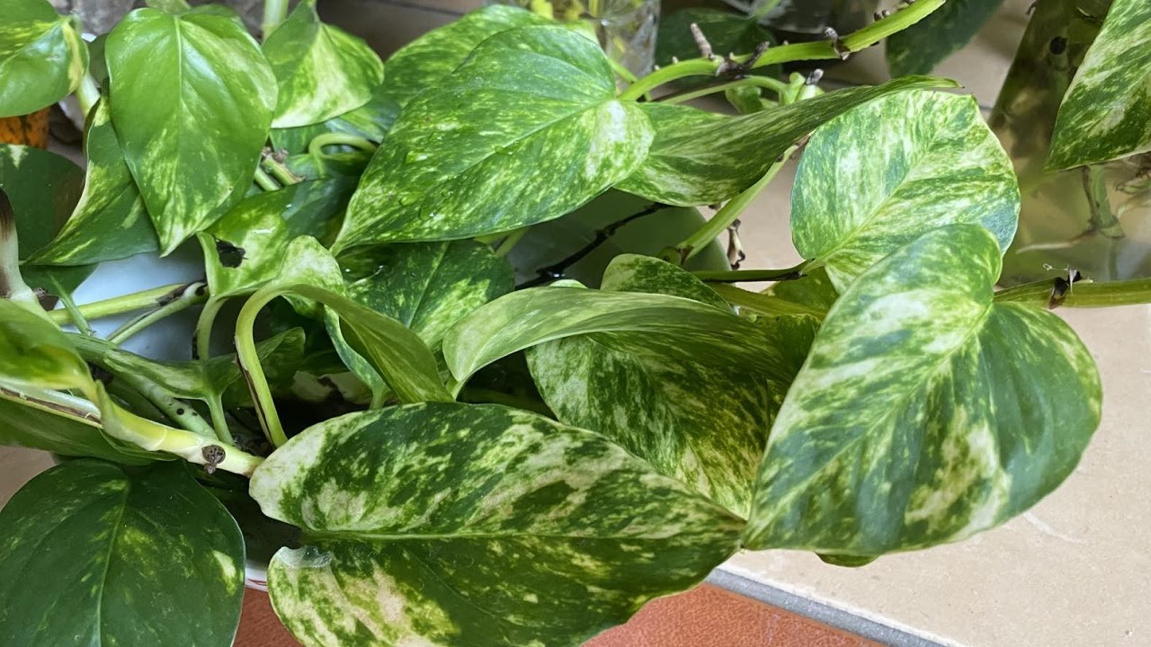 Jak dbać o bluszcz pospolity i stymulować wzrost jego liści