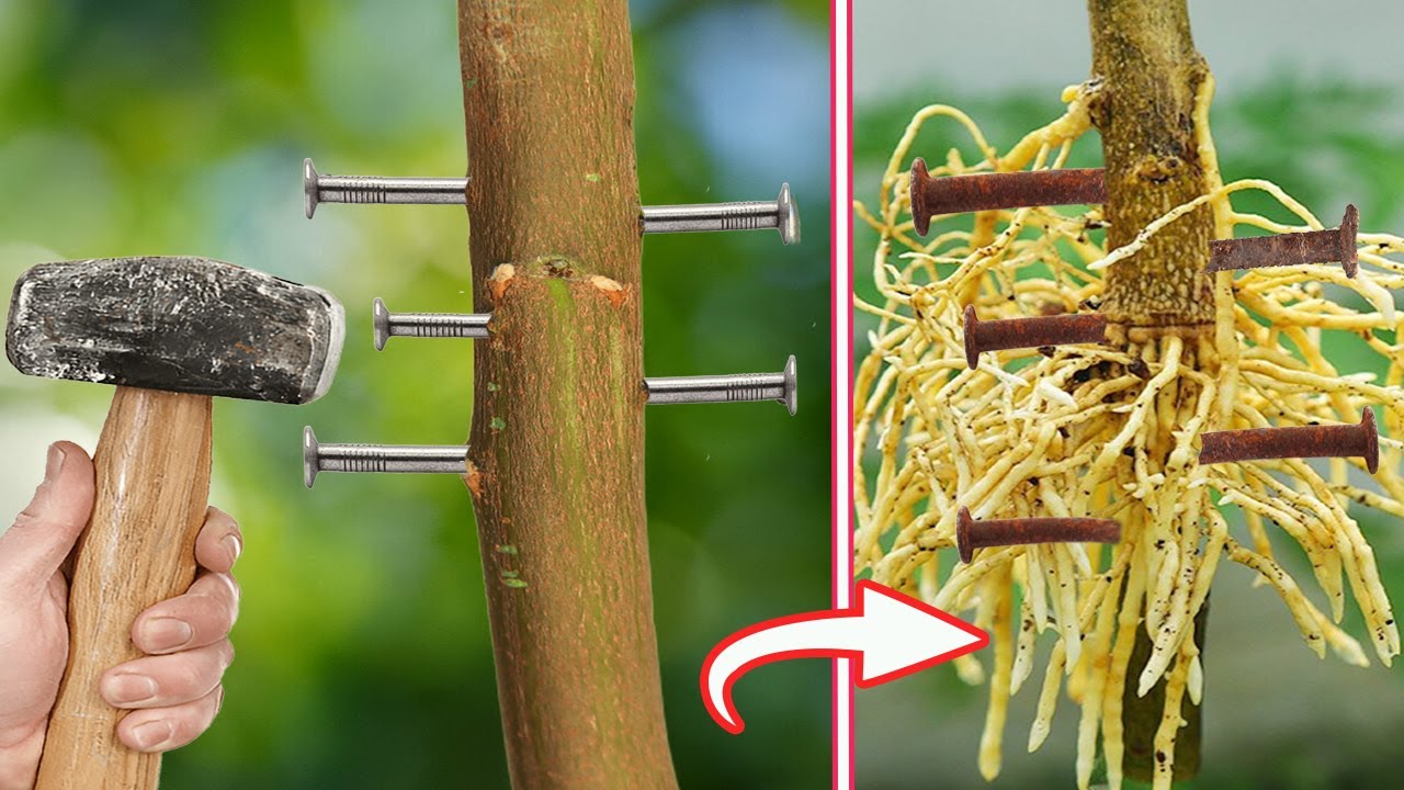 Wbić 3 gwoździe w pień drzewa cytrynowego: po co to robić i dlaczego jest to zalecane.