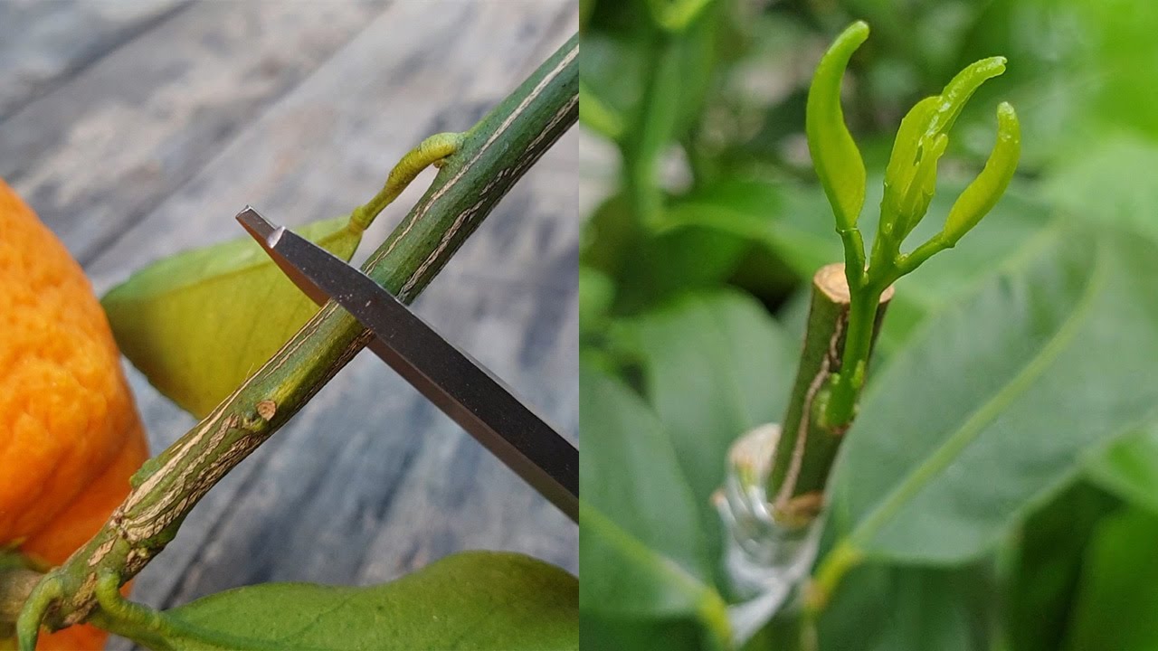 Wbić 3 gwoździe w pień drzewa cytrynowego: po co to robić i dlaczego jest to zalecane.