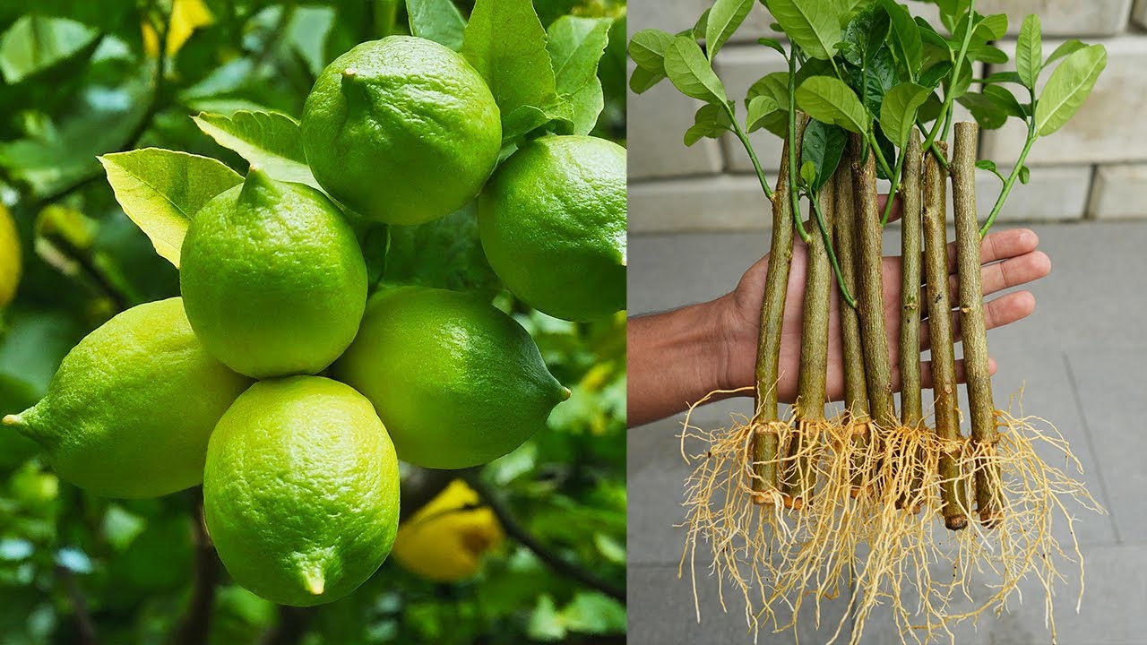 Wbić 3 gwoździe w pień drzewa cytrynowego: po co to robić i dlaczego jest to zalecane.