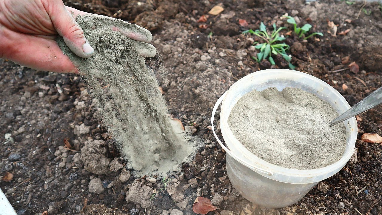 Jak posypać rośliny popiołem z grilla: jak to zrobić i jakie są tego zalety.