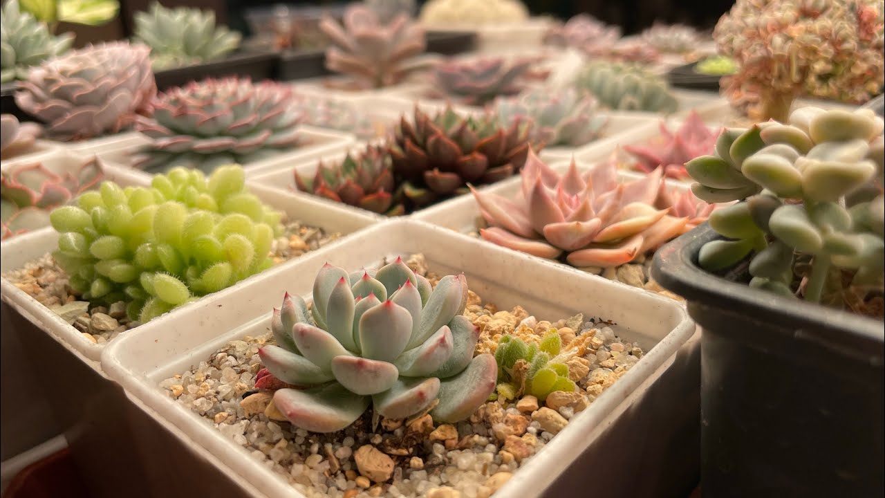 Jak umieścić folię aluminiową w doniczce z sukulentem: do czego służy i jak jej używać.