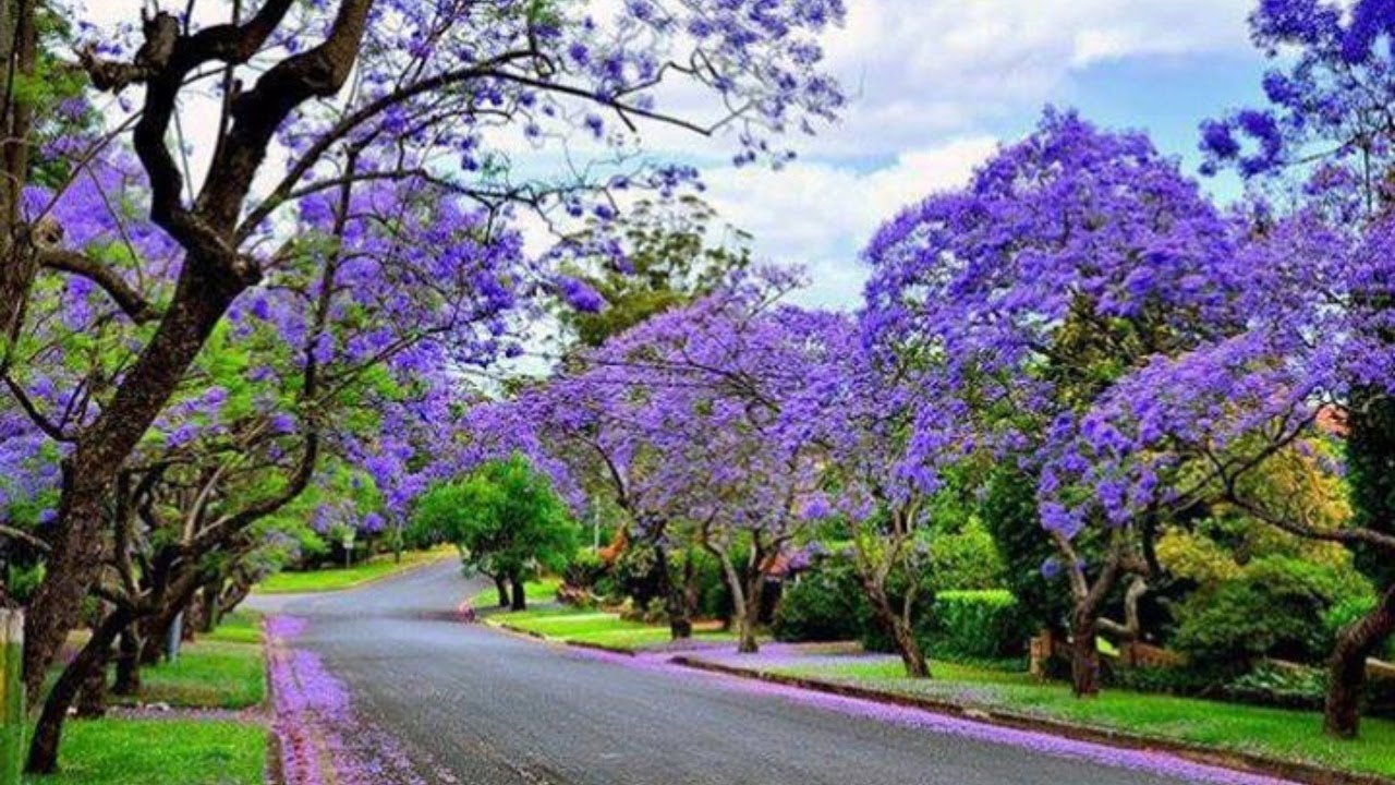 Która roślina daje najwięcej cienia i najlepiej chłodzi latem?