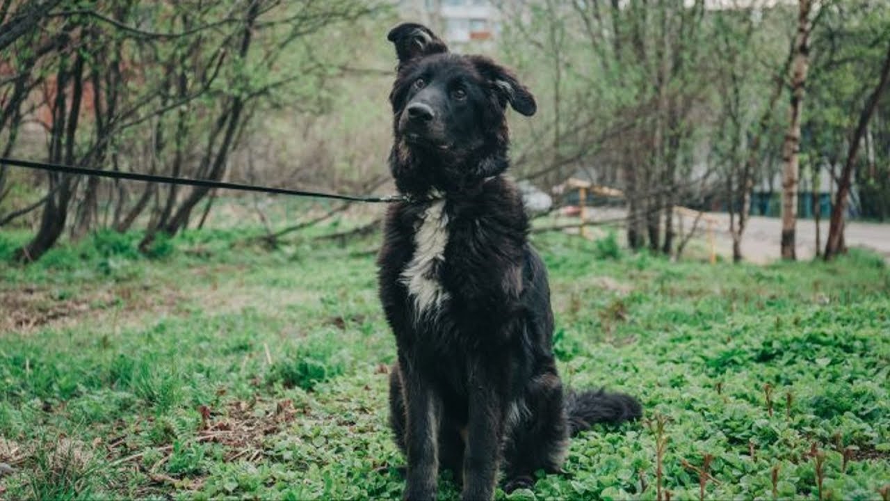 Ten dwunastoletni pies spędził całe życie w magazynie i teraz zamierza przejść na emeryturę: „To pilna sprawa, jego właściciel nie chce go zatrzymać”.
