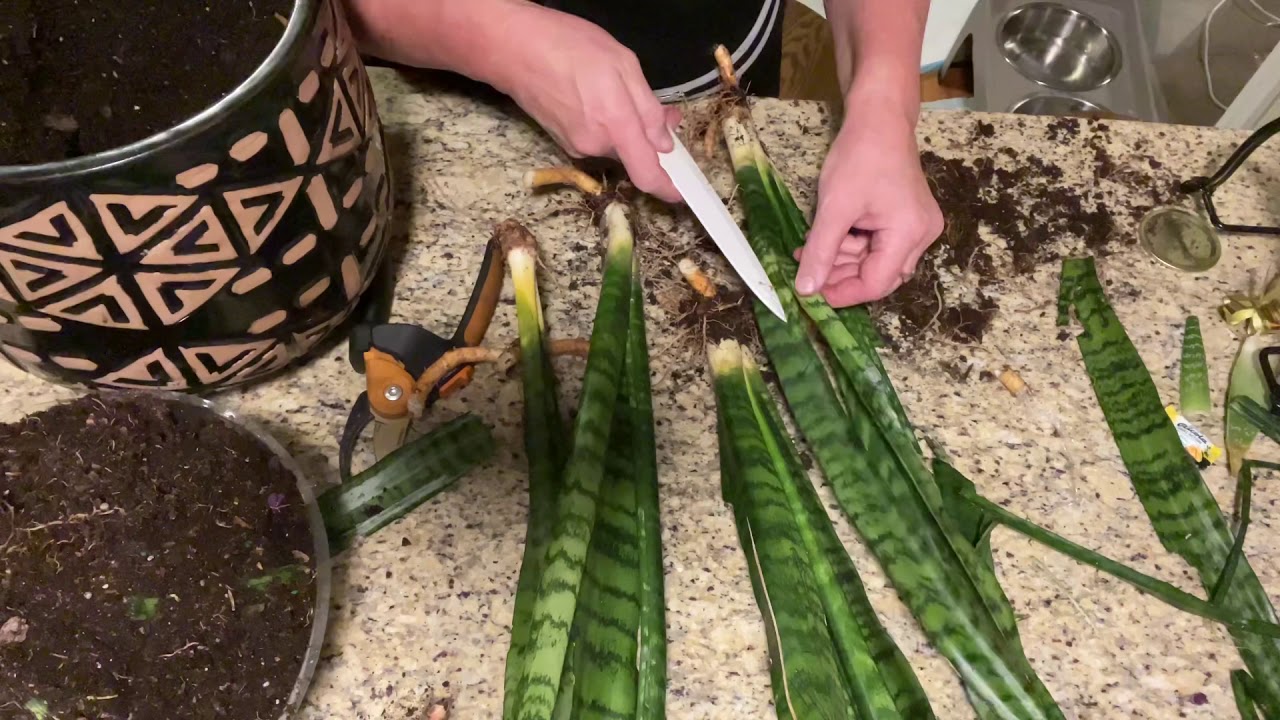 Sadzenie części sansewierii w doniczkach z innymi roślinami: dlaczego jest to zalecane.