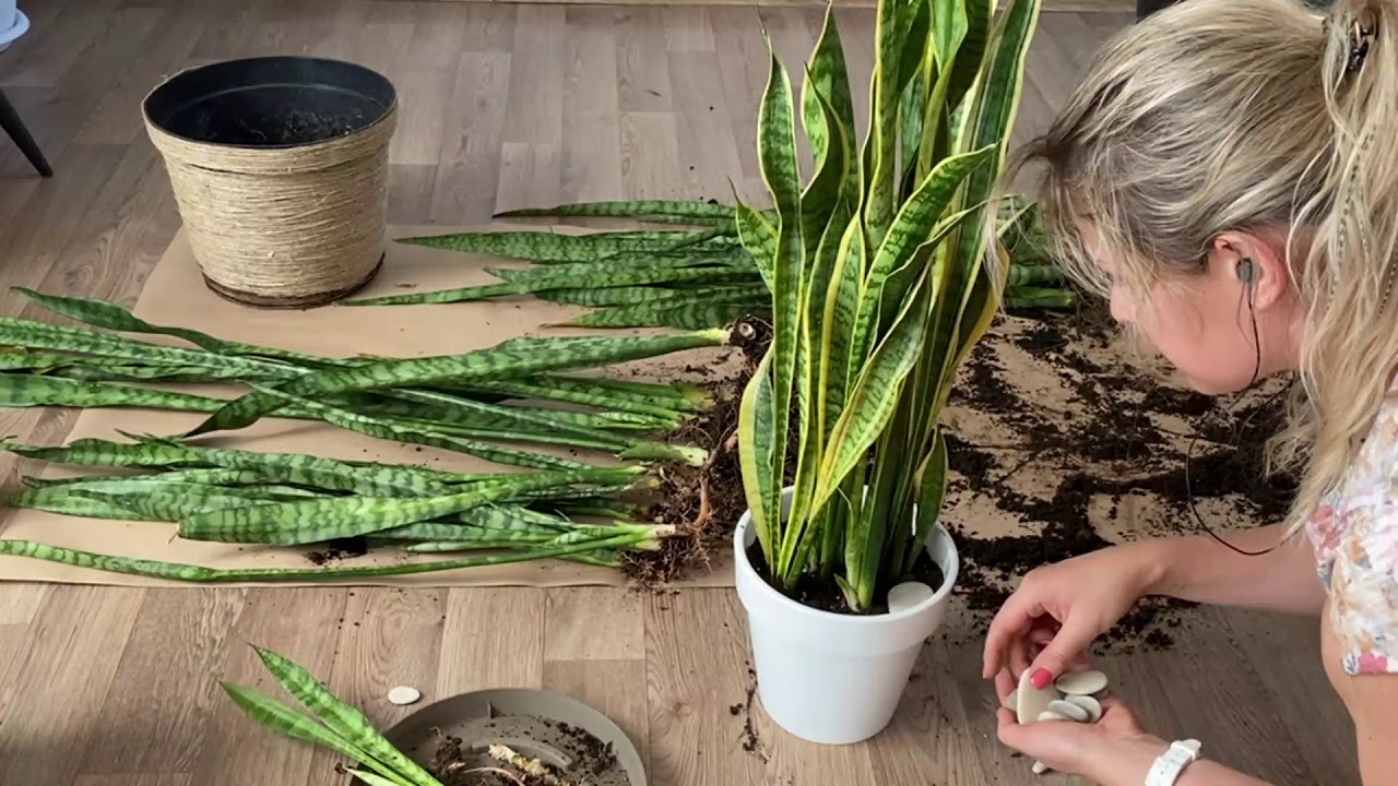 Sadzenie części sansewierii w doniczkach z innymi roślinami: dlaczego jest to zalecane.