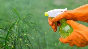 Opryskiwanie roślin octem: po co to robić i czemu warto.