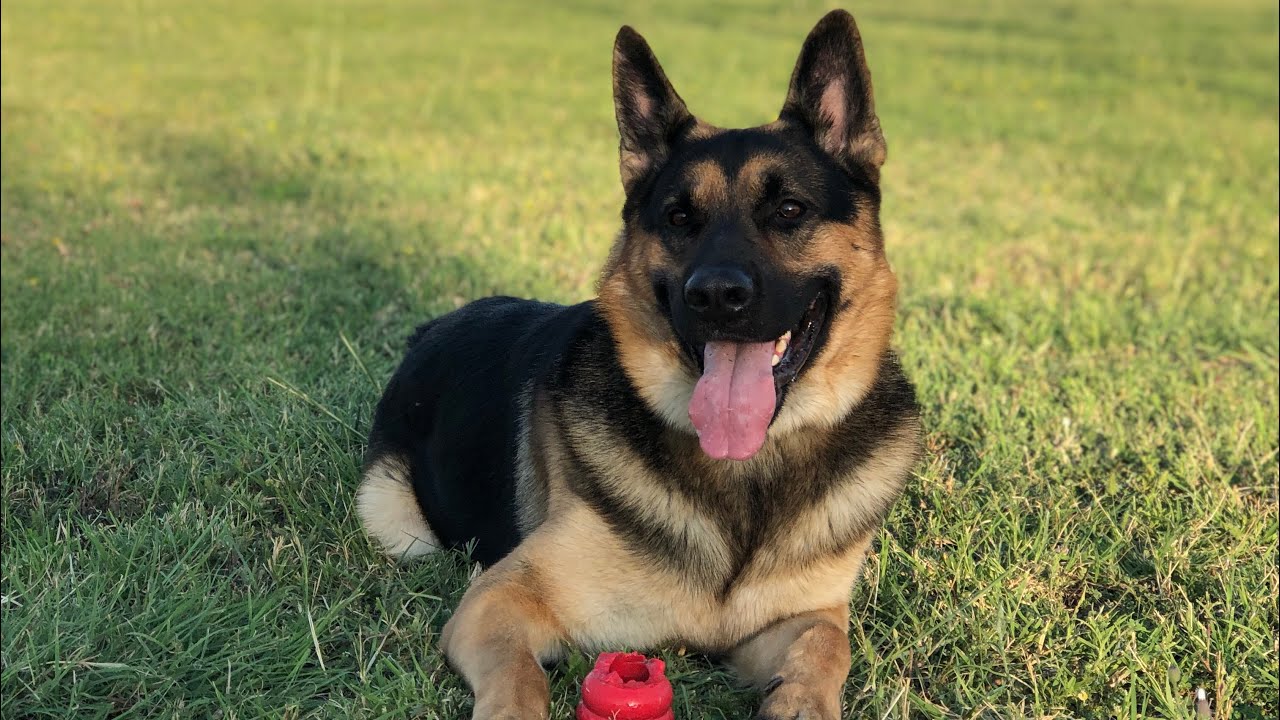 Ten dwunastoletni pies spędził całe życie w magazynie i teraz zamierza przejść na emeryturę: „To pilna sprawa, jego właściciel nie chce go zatrzymać”.