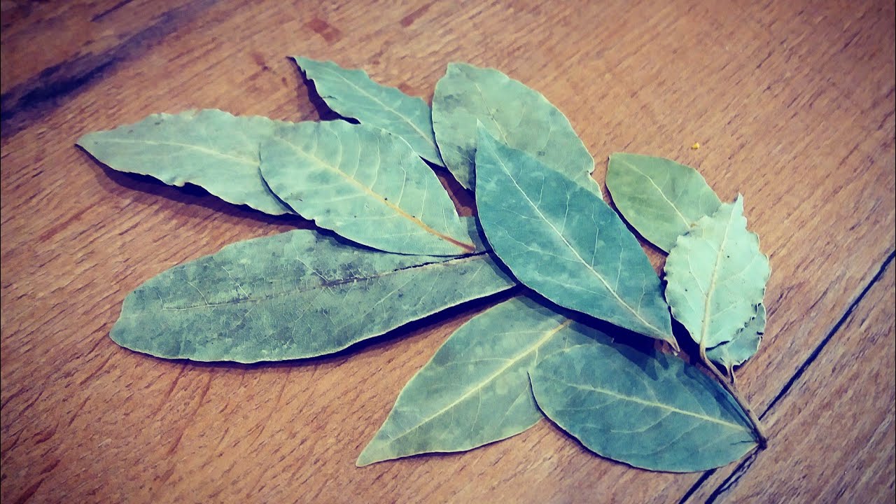 Mieszanie liści laurowych i detergentu: dlaczego jest to zalecane i dlaczego jest to korzystne.