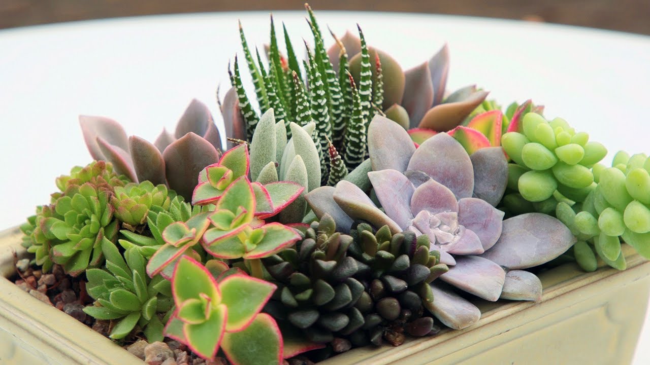 Jak umieścić folię aluminiową w doniczce z sukulentem: do czego służy i jak jej używać.