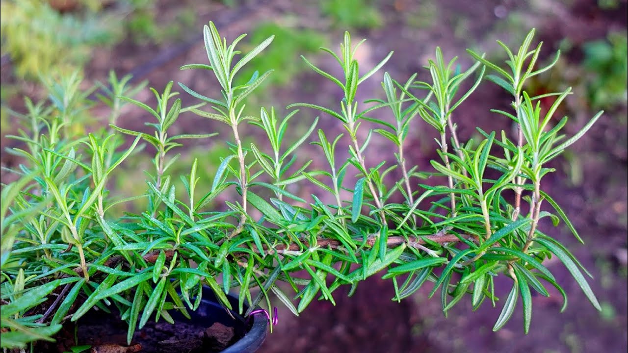 Ani wilgotna, ani piaszczysta: właśnie taki rodzaj gleby jest niezbędny dla zdrowego wzrostu rozmarynu.