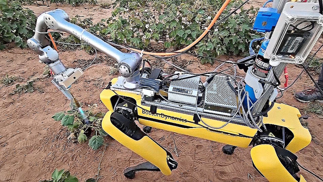 Rewolucja w rolnictwie: robot-pies wykorzystujący sztuczną inteligencję do monitorowania plonów.
