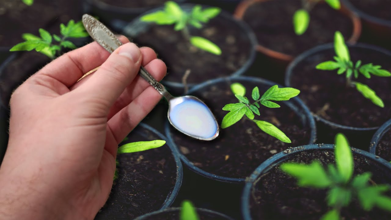 Wbijanie starych łyżek w ziemię pod roślinami: dlaczego jest to zalecane